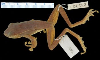 Media type: image; Herpetology A-23190